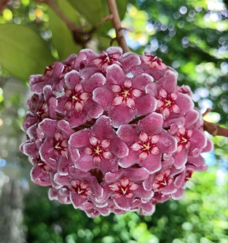 Hoya carnosa 'Tricolor'