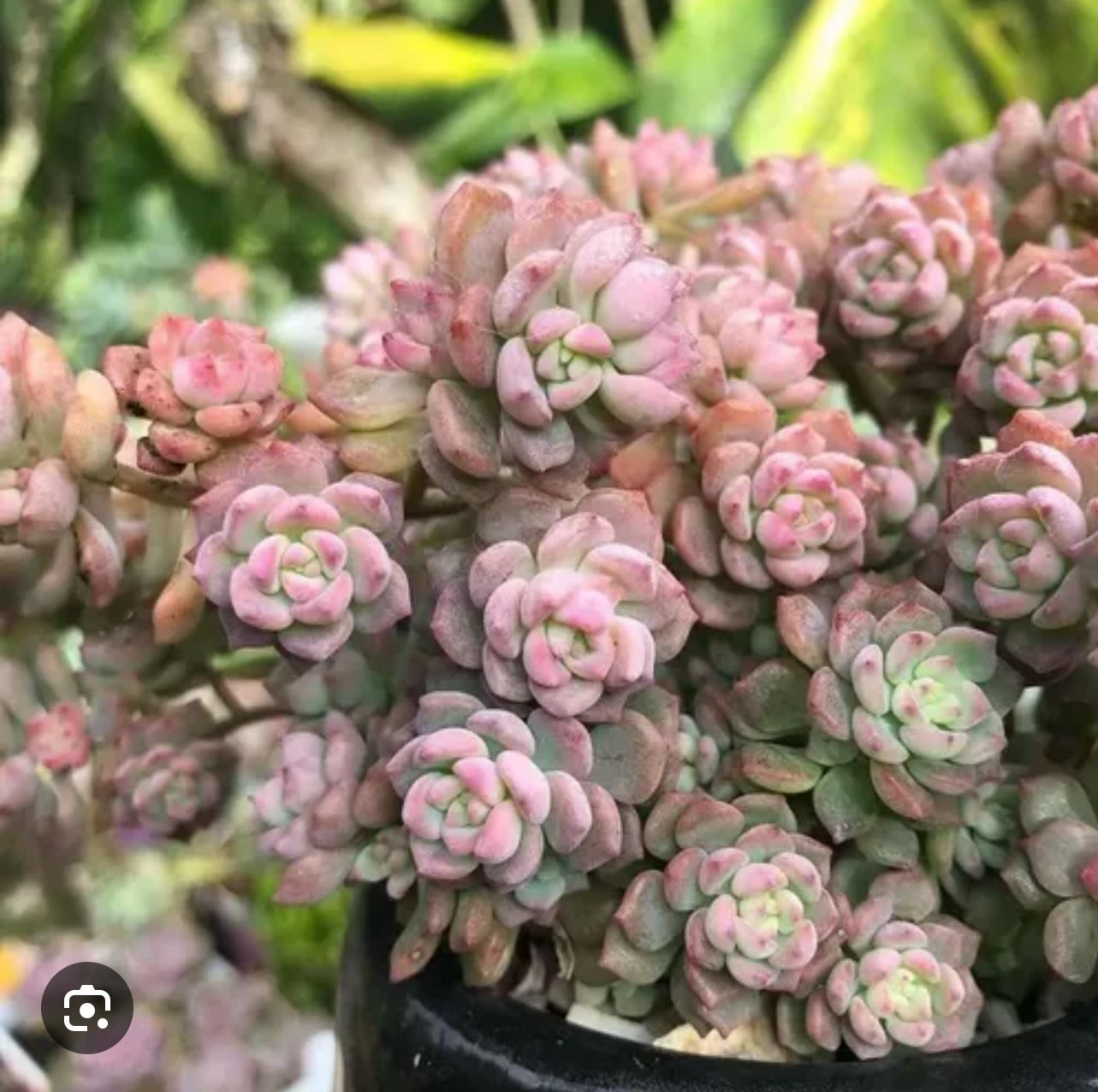 Echeveria Querência Pink