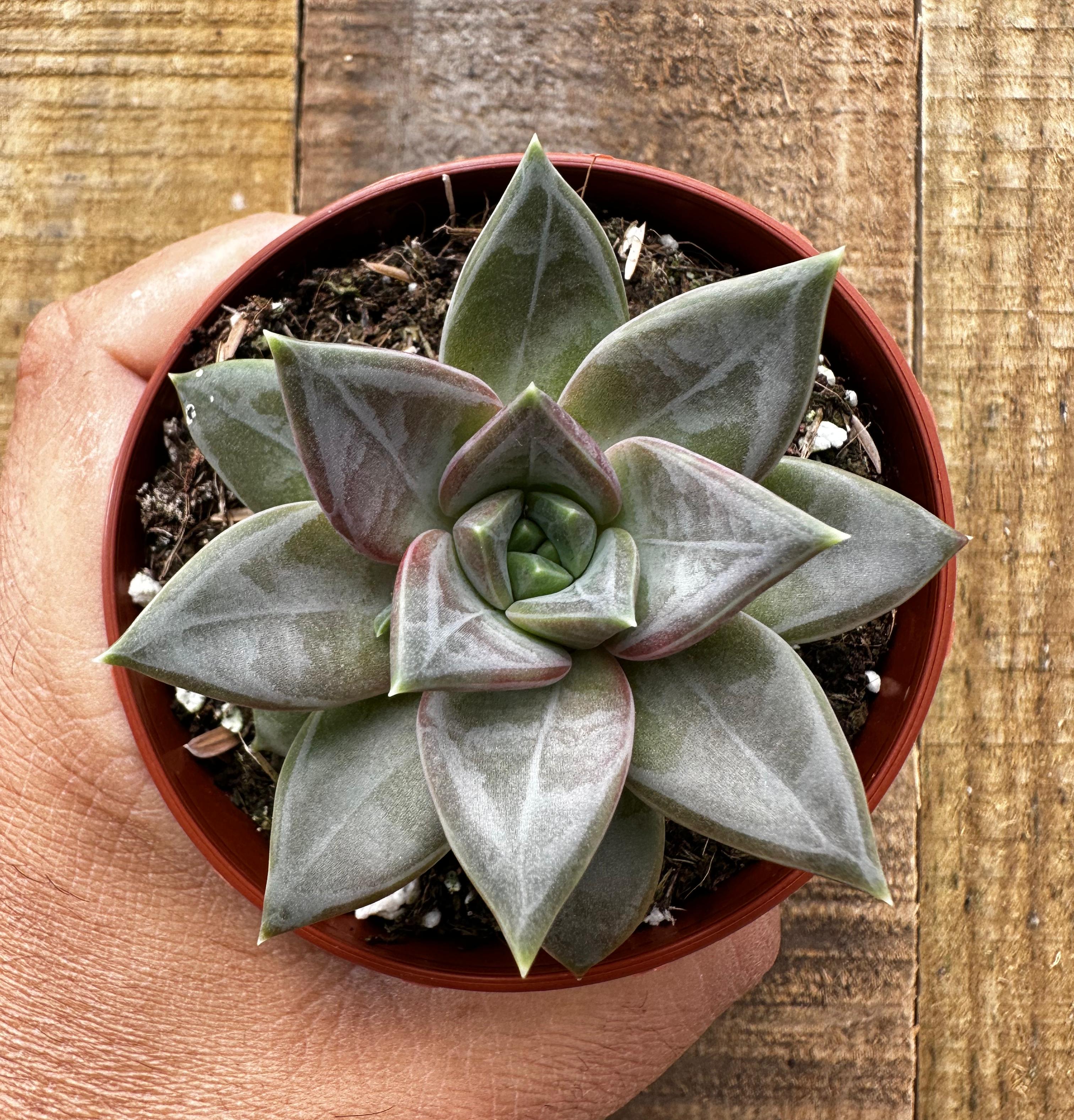 Echeveria Danica