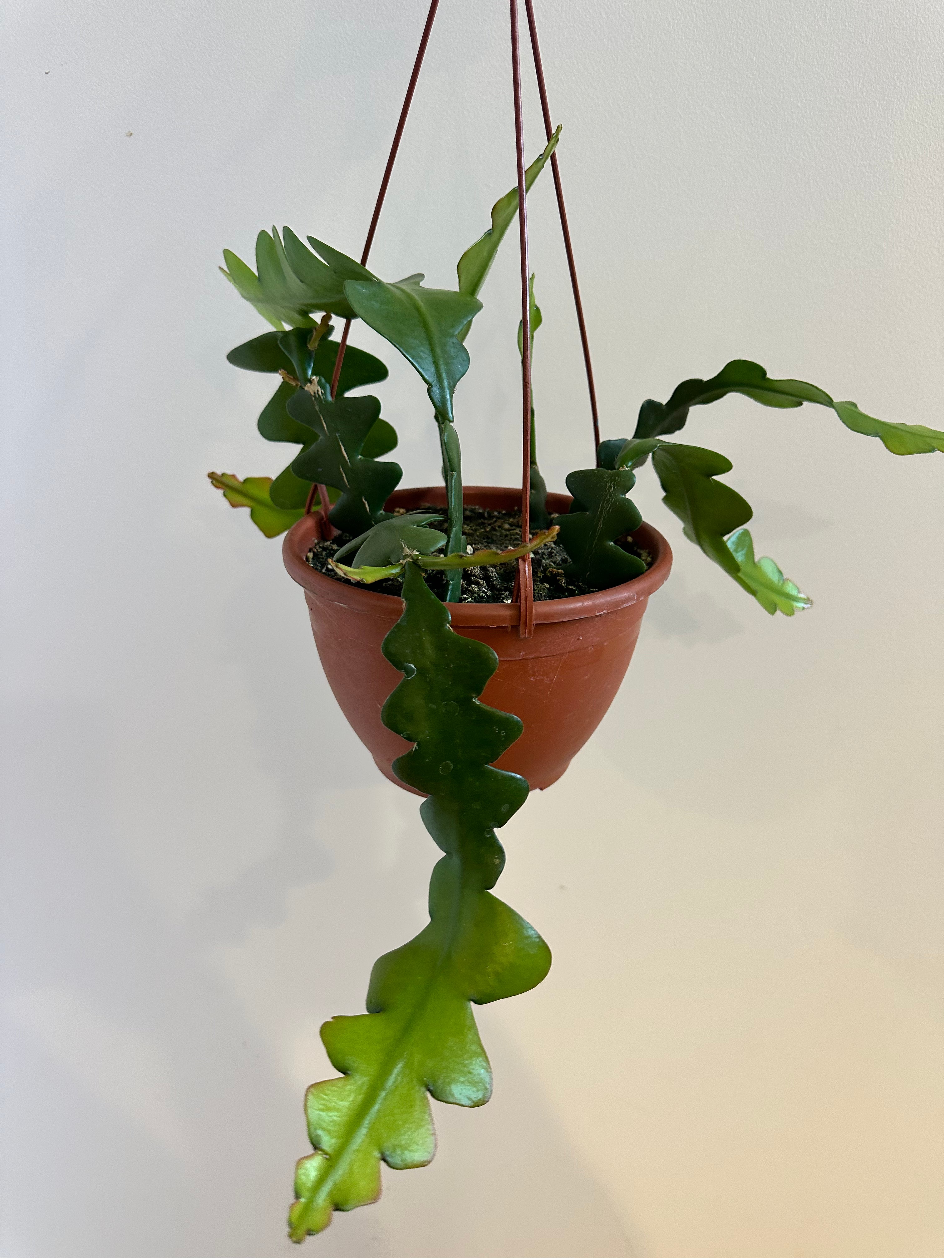 Epiphyllum, Cacto sianinha, Selenicereus anthonyanus - FLOR VERMELHA