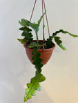Epiphyllum, Cacto sianinha, Selenicereus anthonyanus - FLOR VERMELHA