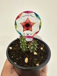 Huernia “Illian”