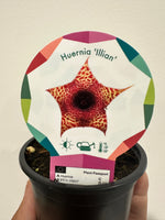 Huernia “Illian”