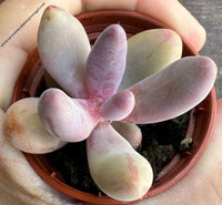 paclhyphytum guangzhou