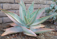 Aloe Striata "Aloe Coral"