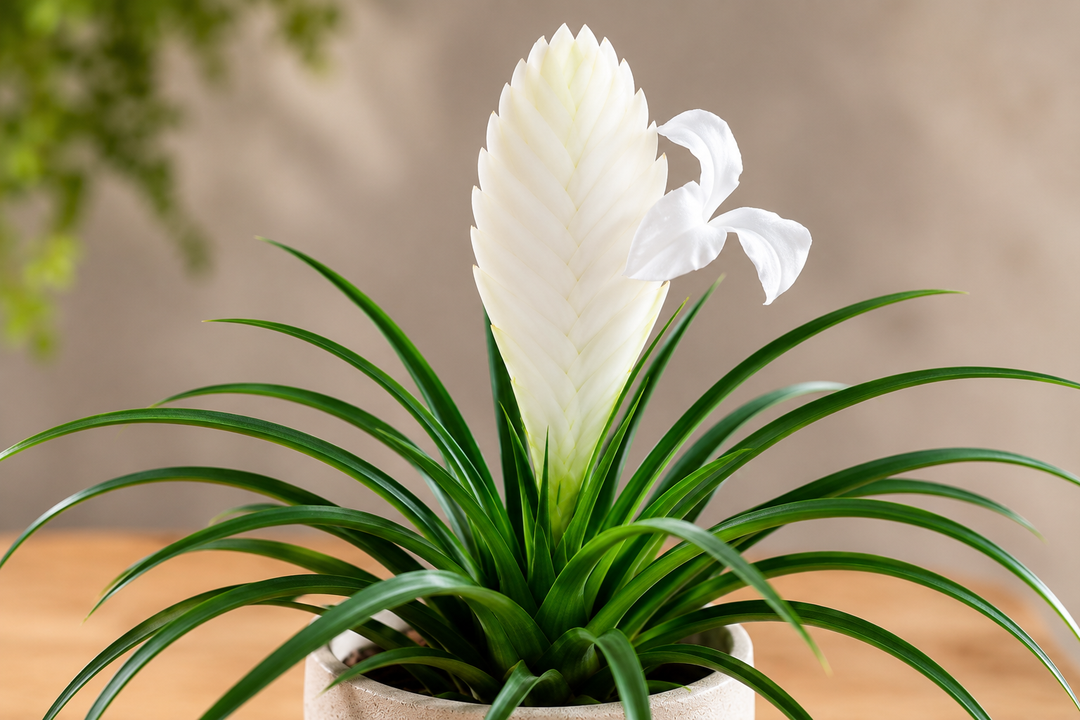 Tillandsia cyanea “Biancini”
