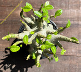 Adenium obesum “ Ansu Baobab”