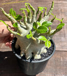 Adenium obesum “ Ansu Baobab”