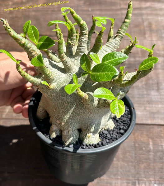 Adenium obesum “ Ansu Baobab”