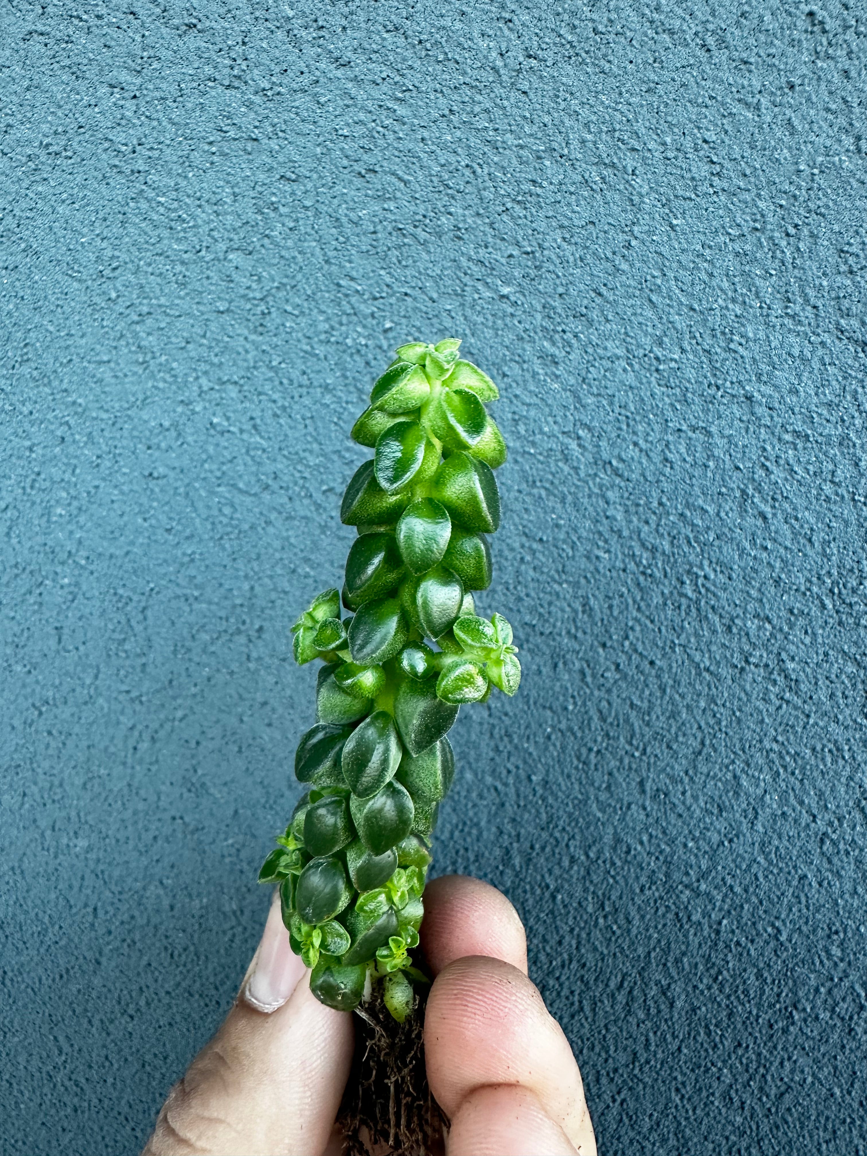 Peperomia columella