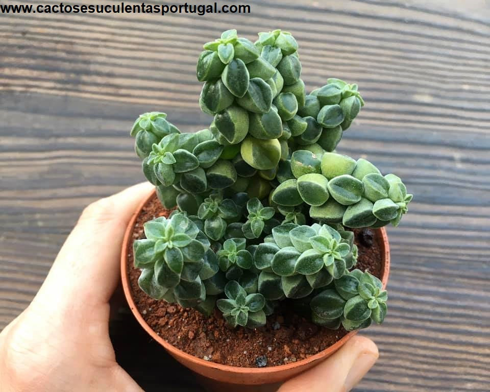  Peperomia columella