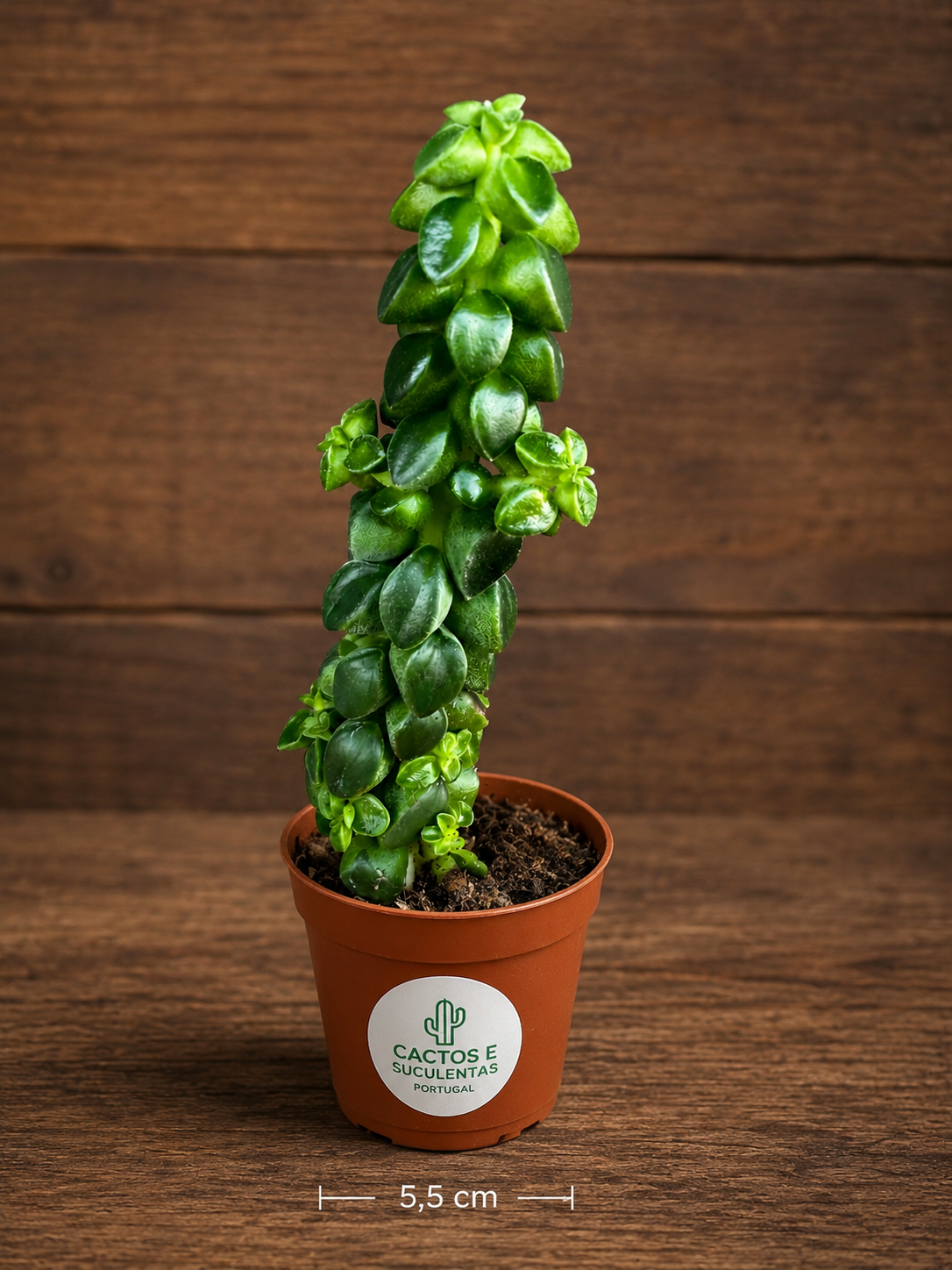 Peperomia columella