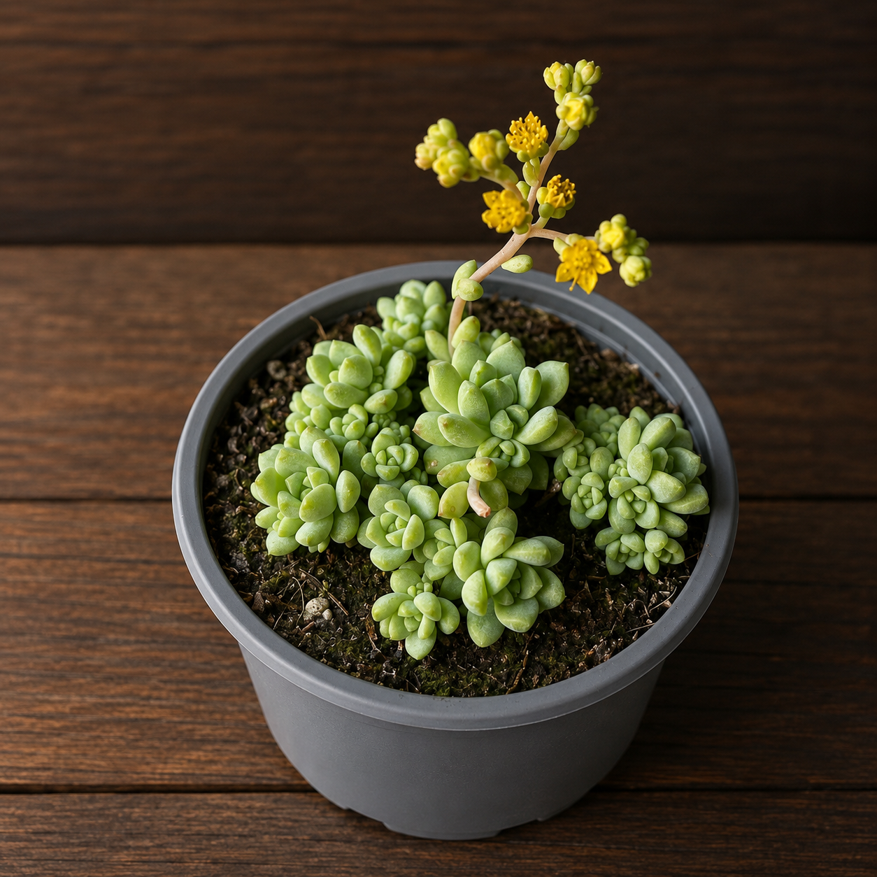 Sedum perez de la rosae