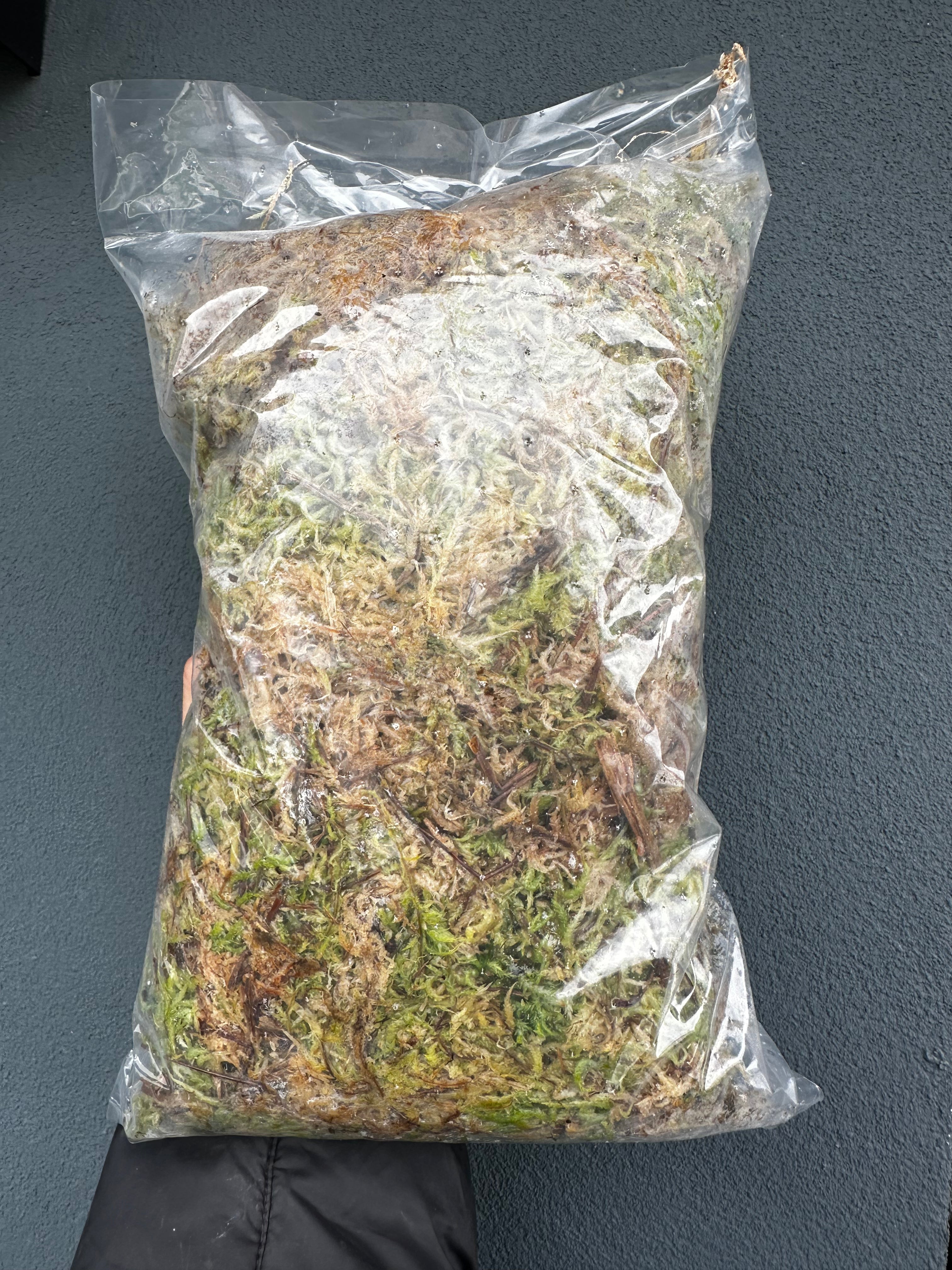 Substrato Sphagnum