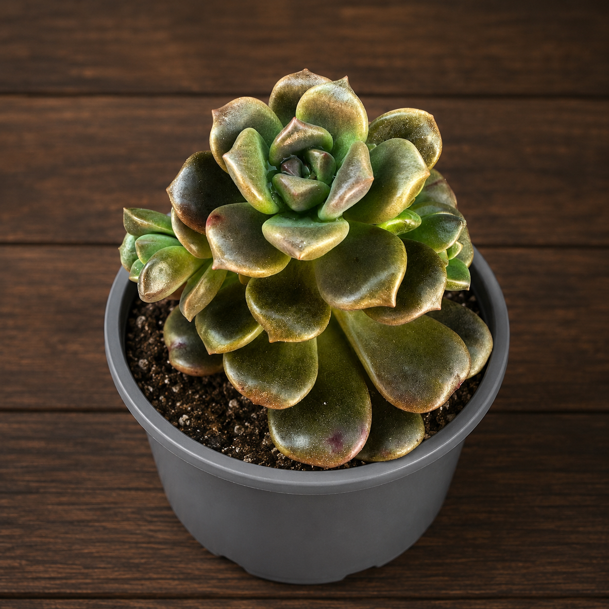 Graptosedum Adria Bubbaloo