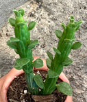 Euphorbia monadenium bisellenbeckii