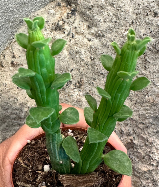 Euphorbia monadenium bisellenbeckii