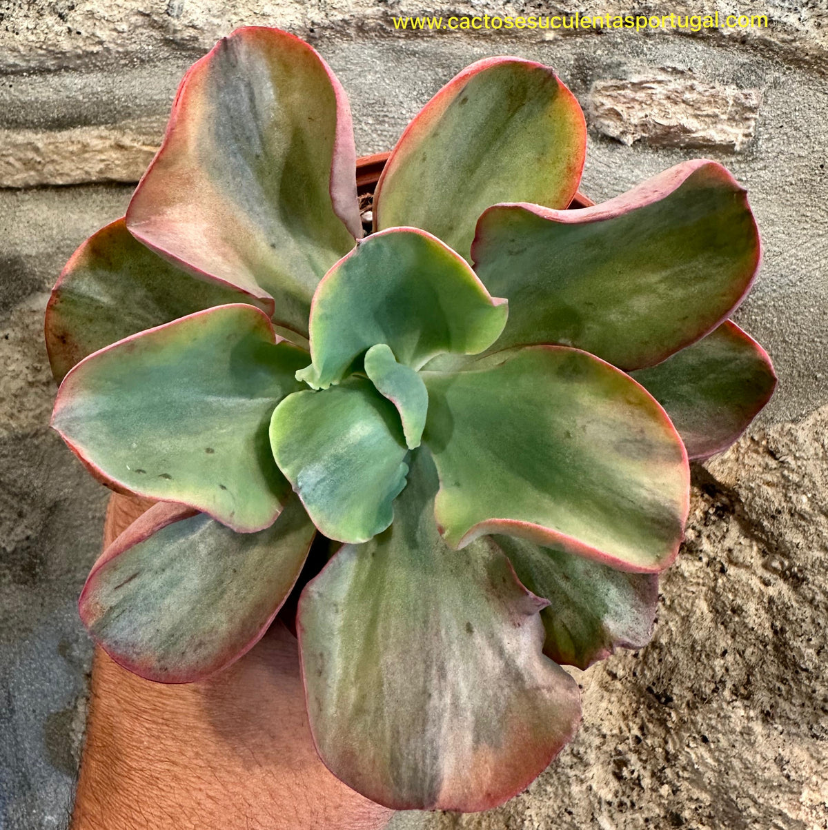 Echeveria suyon variegata