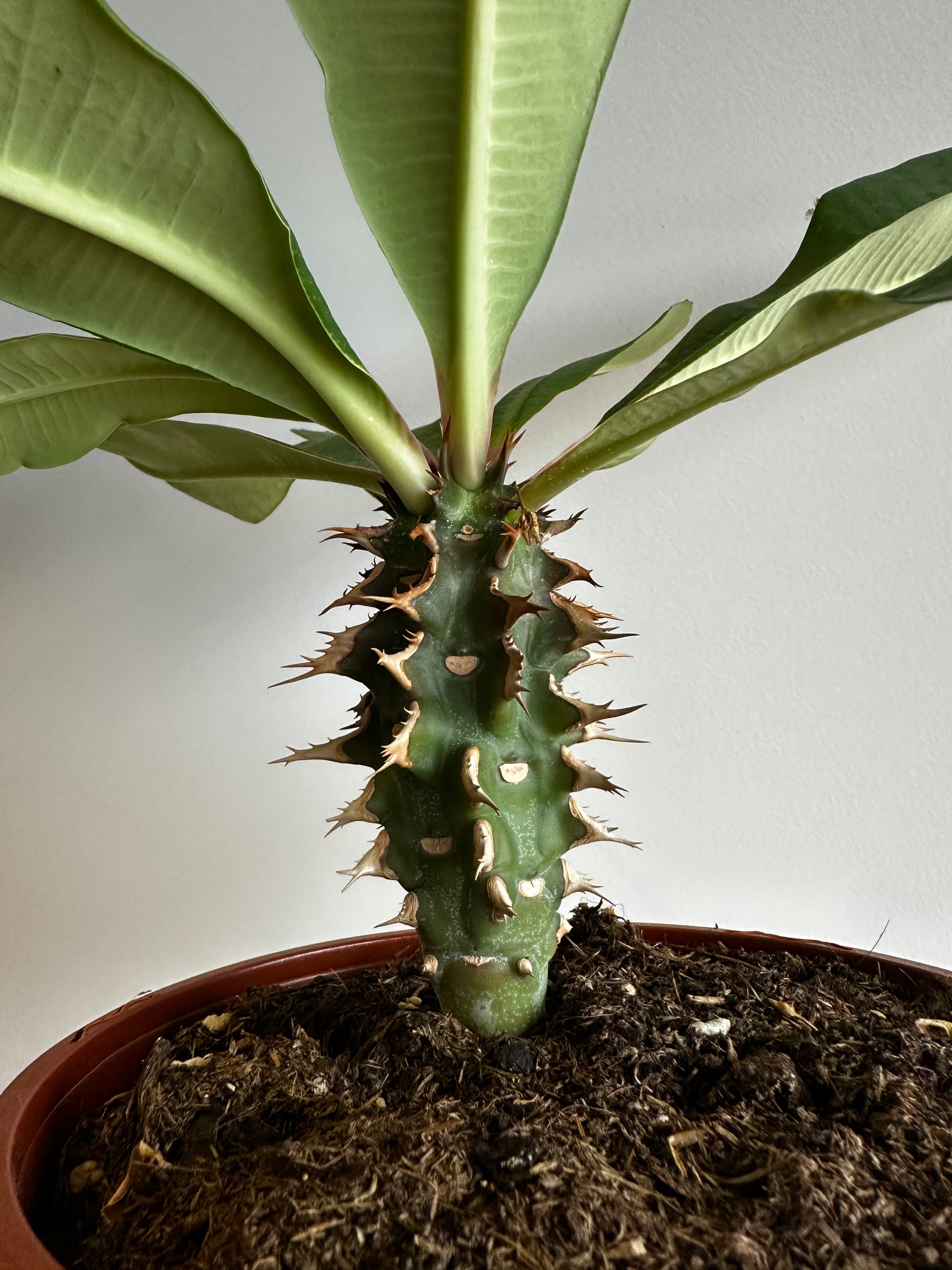 Euphorbia viguieri