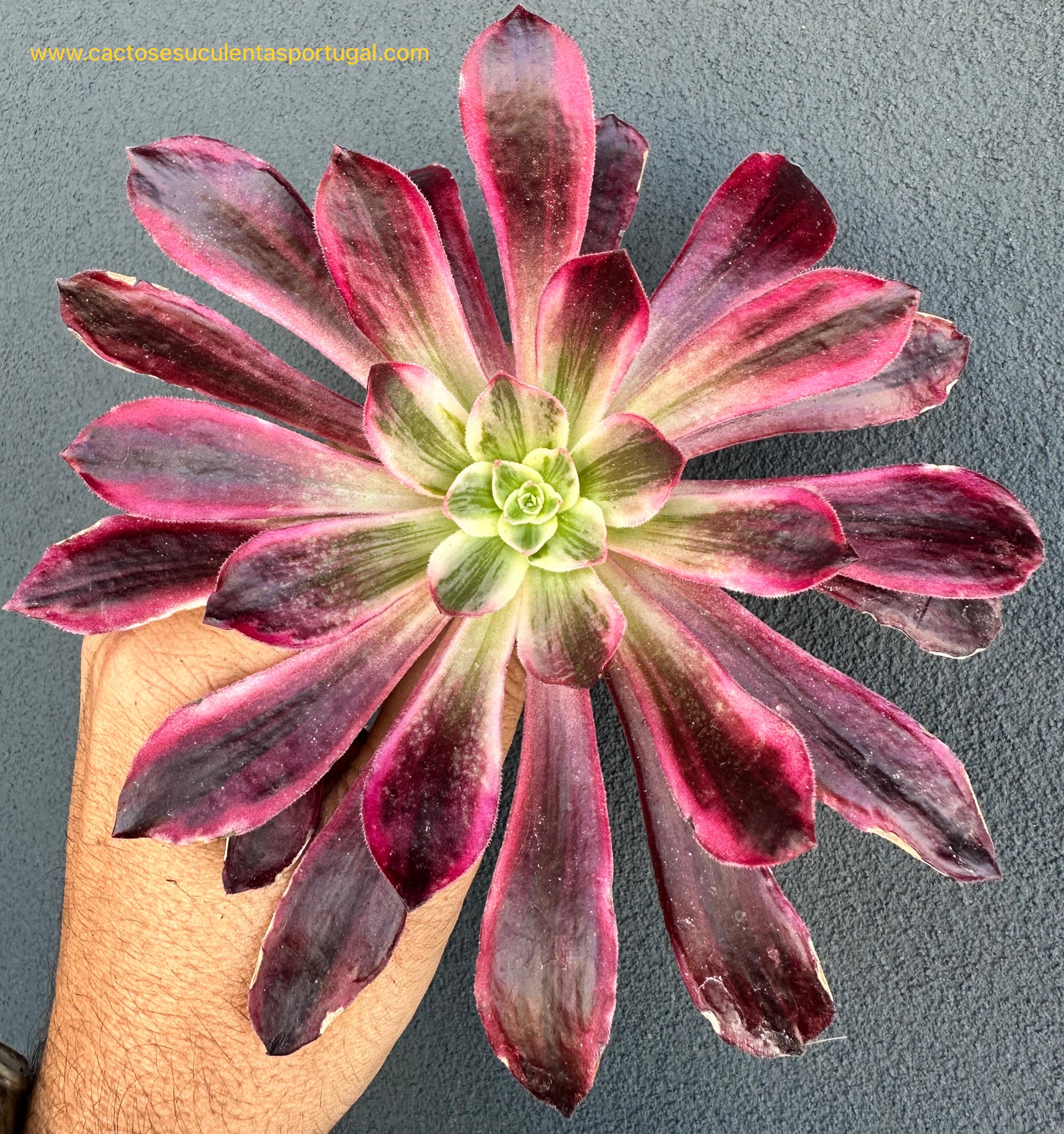 Aeonium Weeding Dress