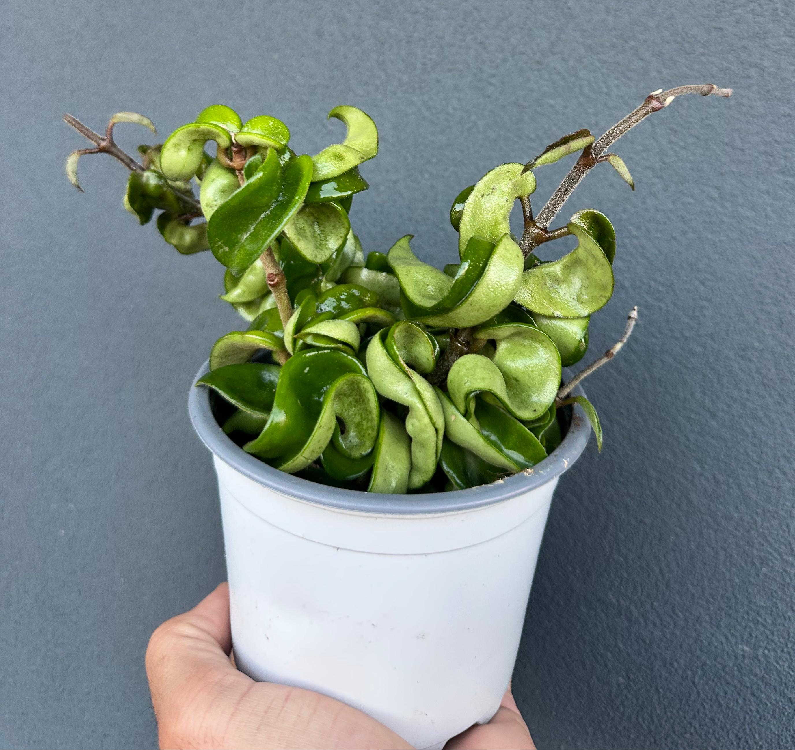 Hoya carnosa compacta "flor de cera"