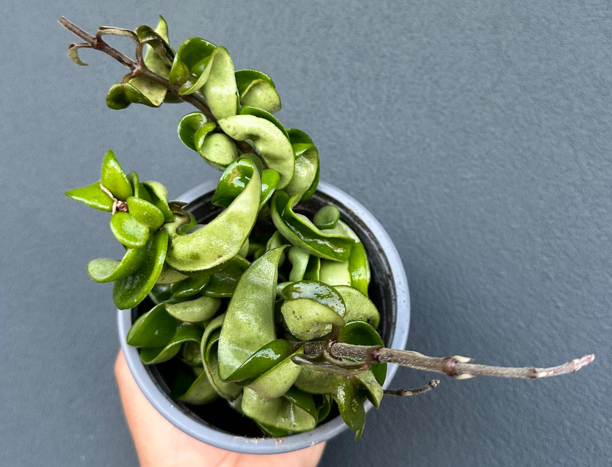 Hoya carnosa compacta "flor de cera"