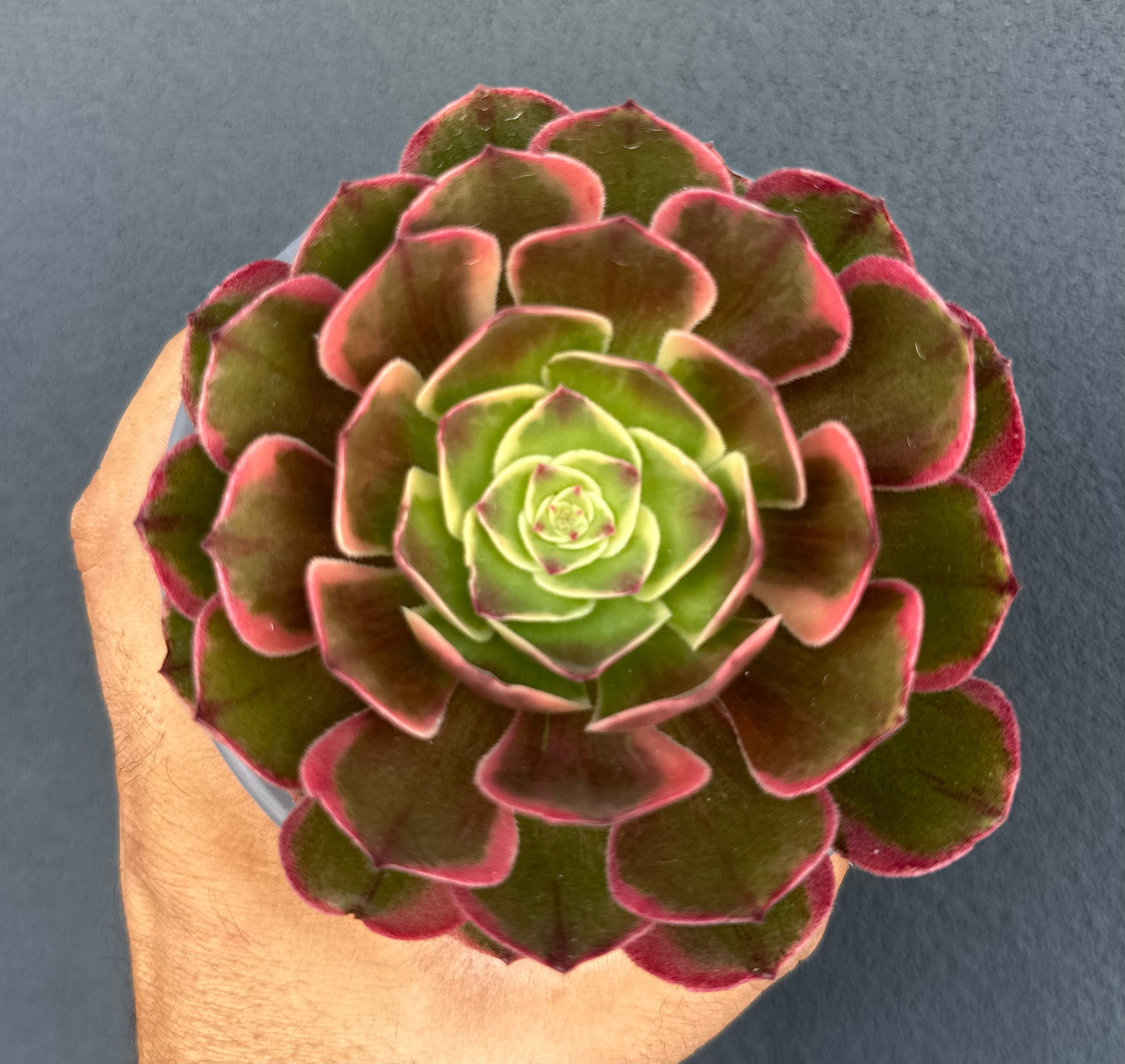Aeonium ‘Night Bouquet’
