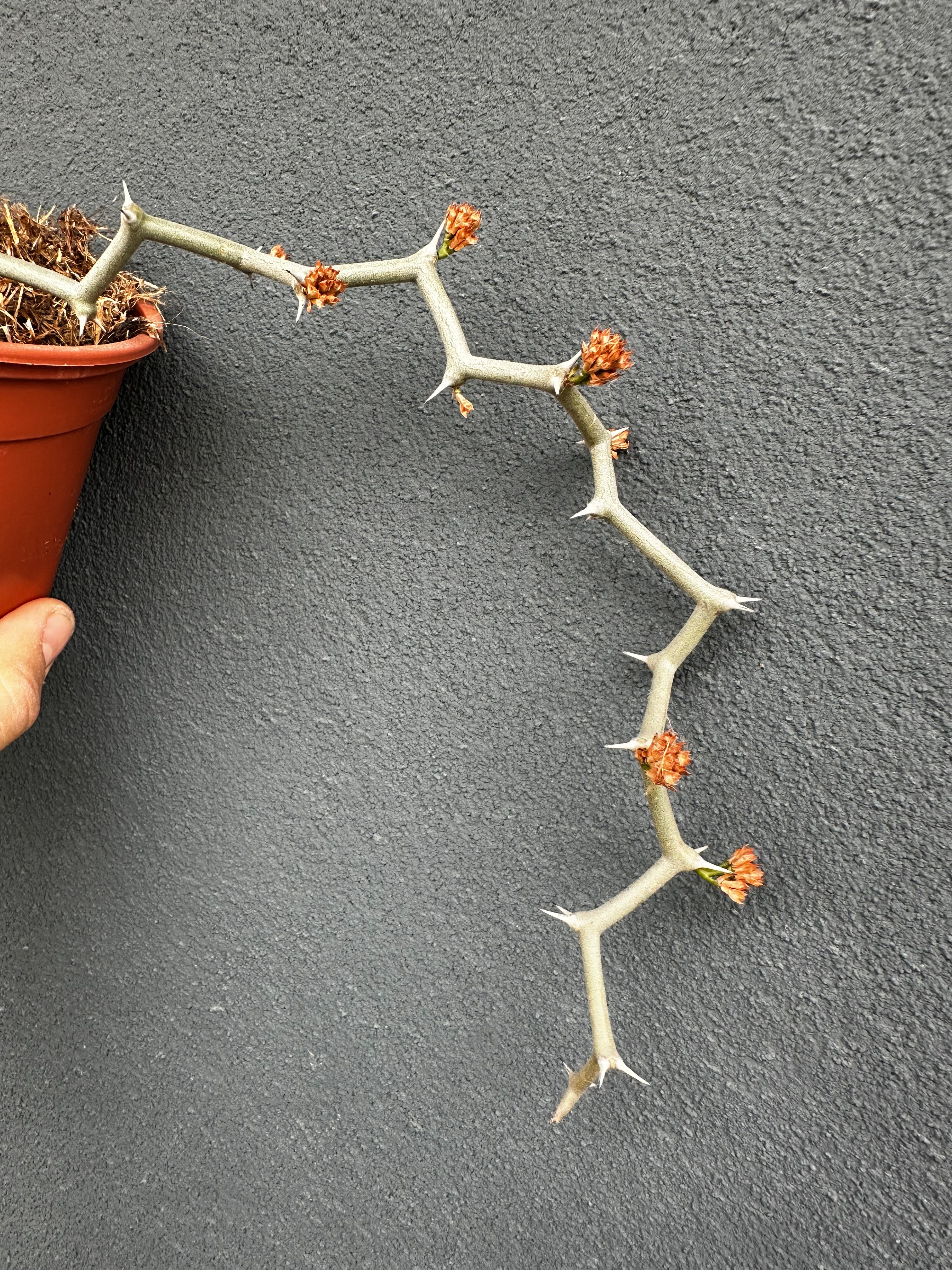 Decarya madagascariensis