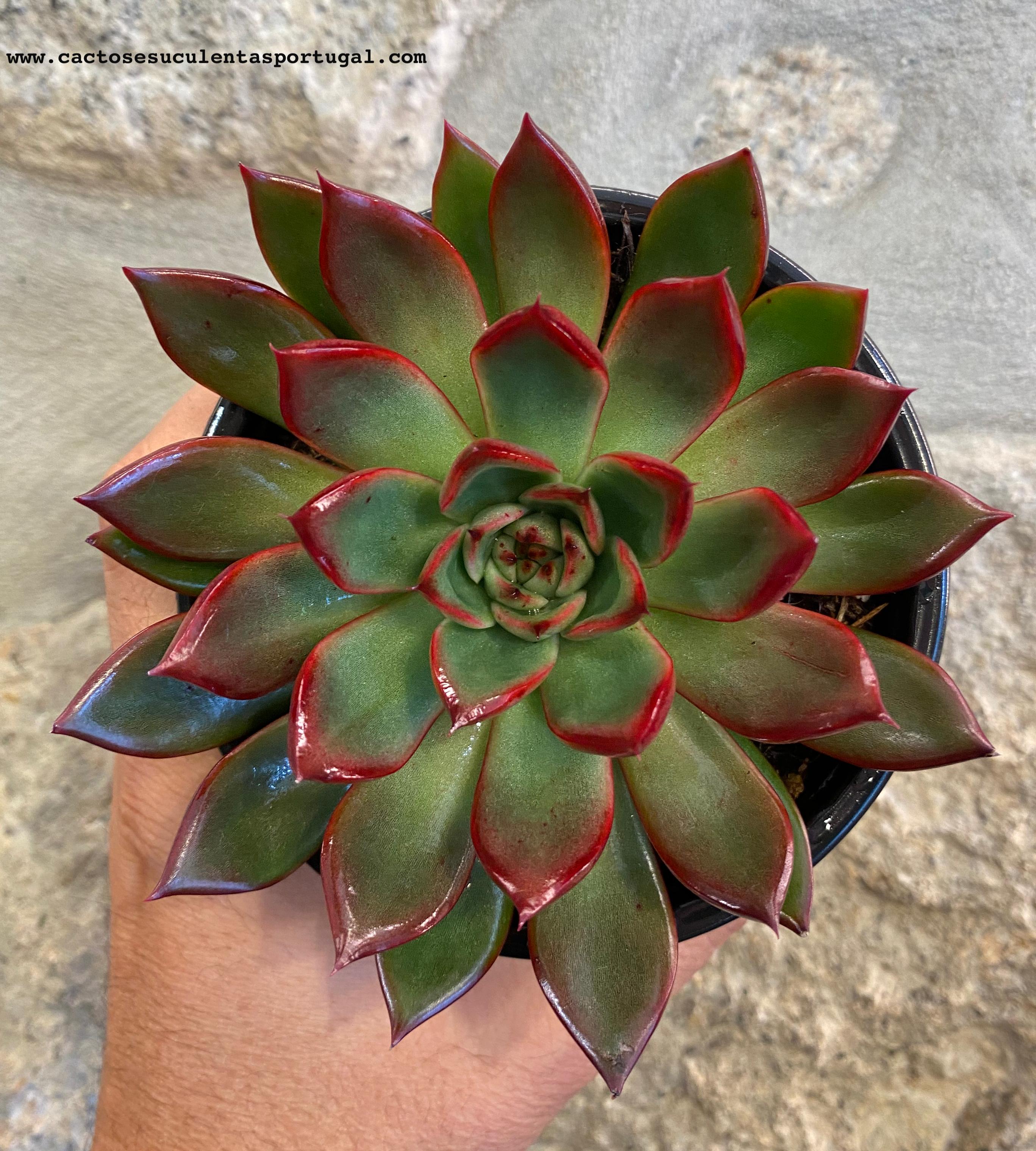 Echeveria agavoides subs. 'purple lipstick'