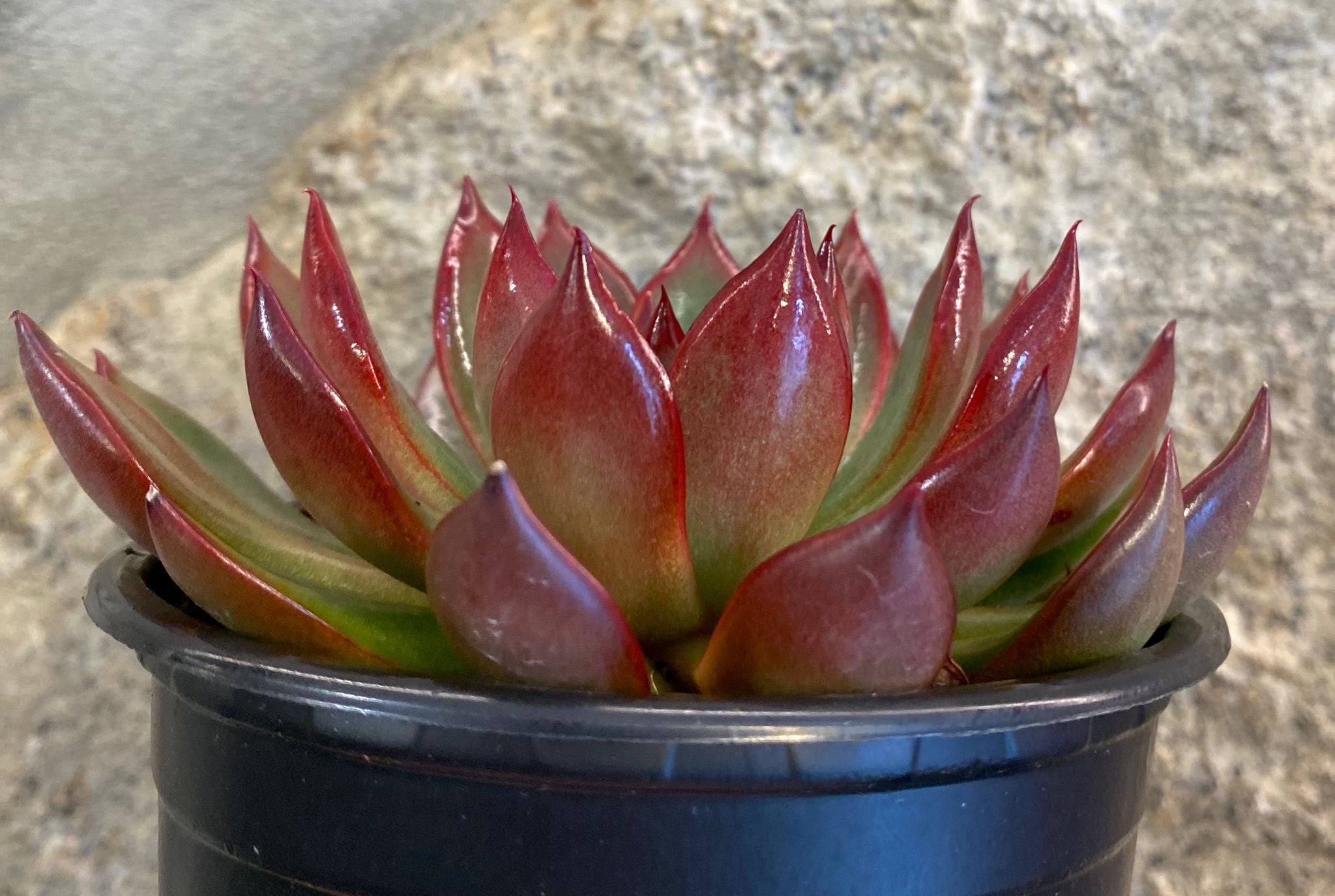 Echeveria agavoides subs. 'purple lipstick' Lote 2025