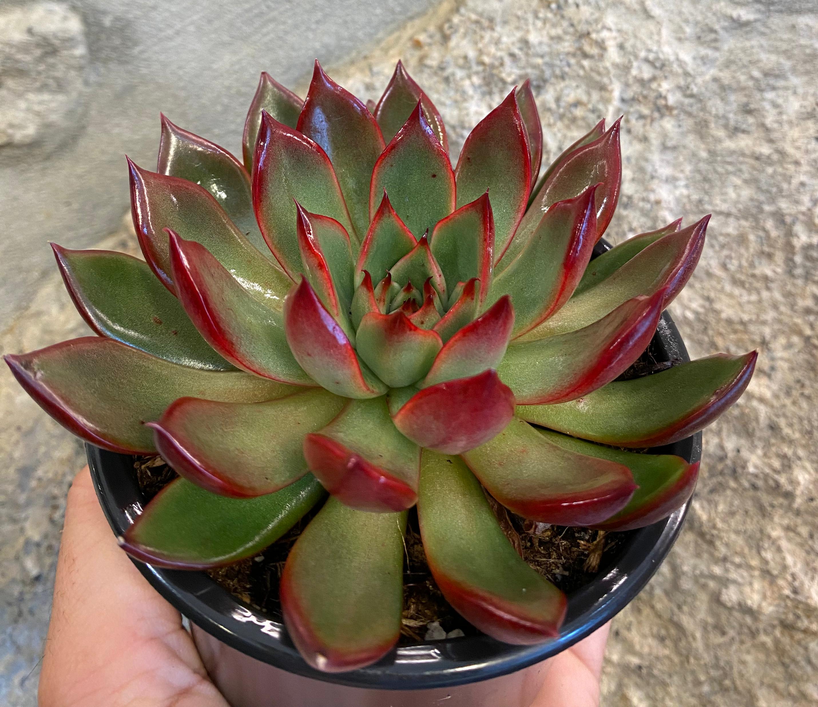 Echeveria agavoides subs. 'purple lipstick' Lote 2025