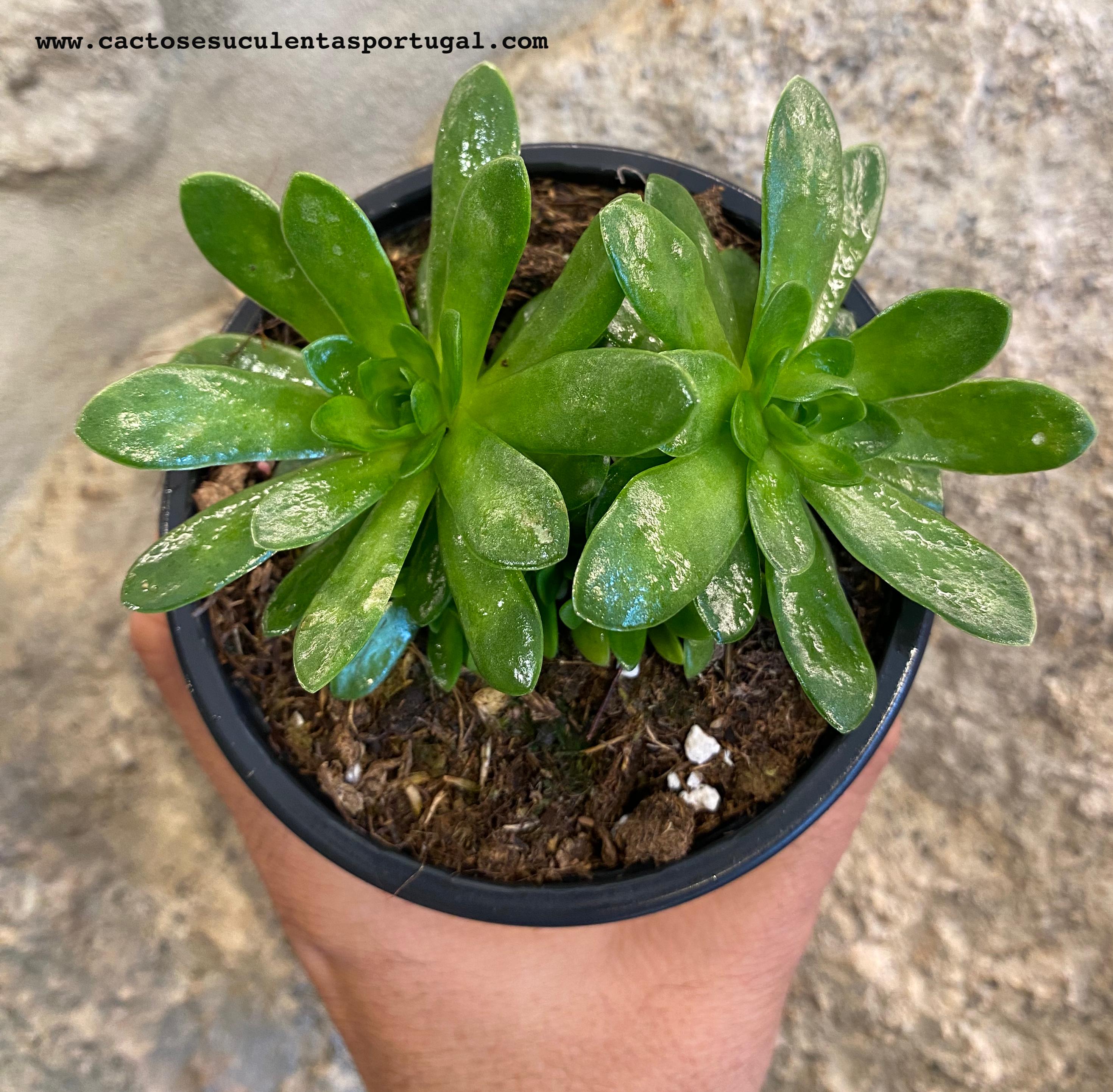 orostachys malacophylla var aggregata