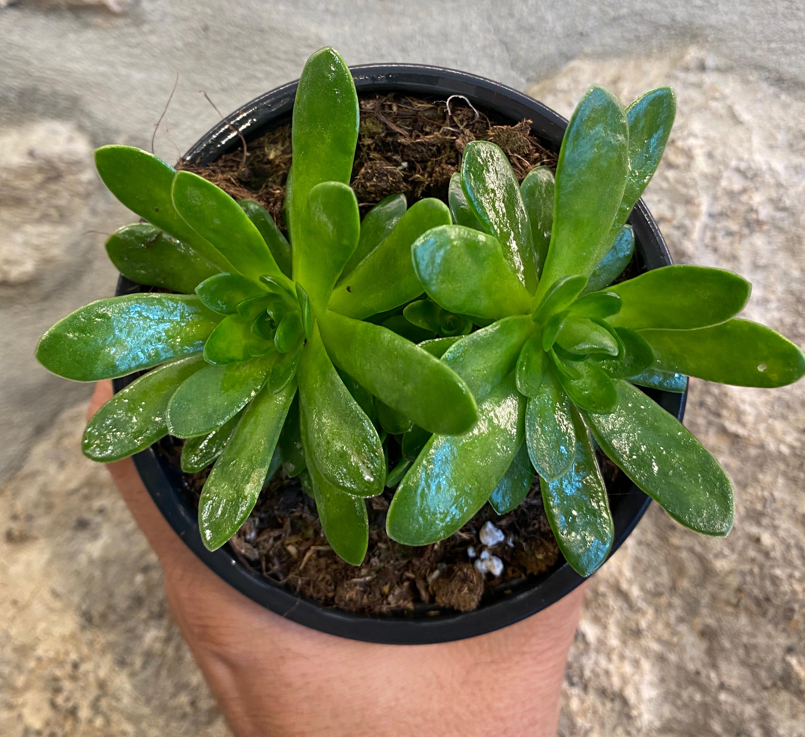 Orostachys malacophylla var aggregata