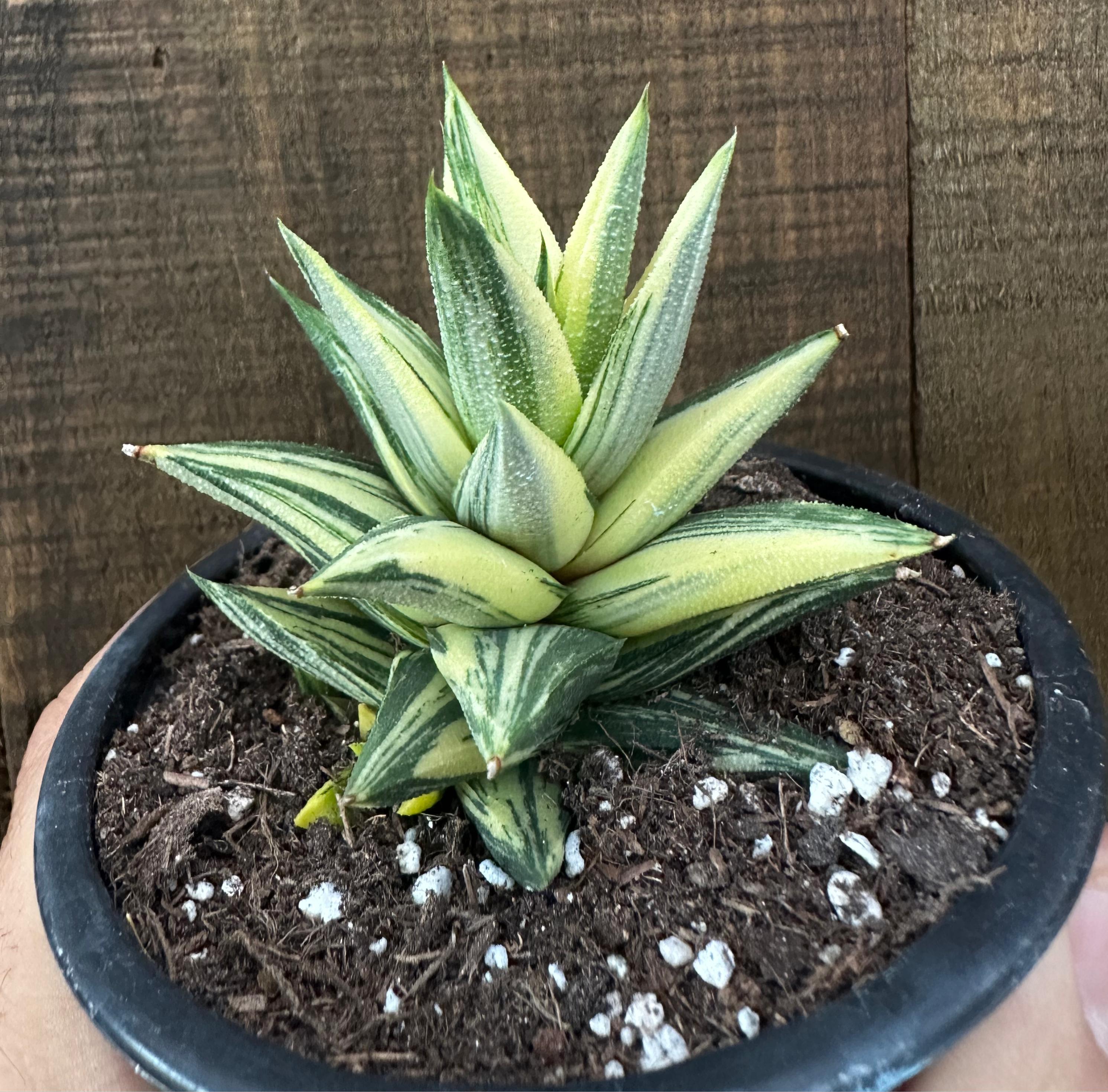 Haworthia G. Glabrata variegata