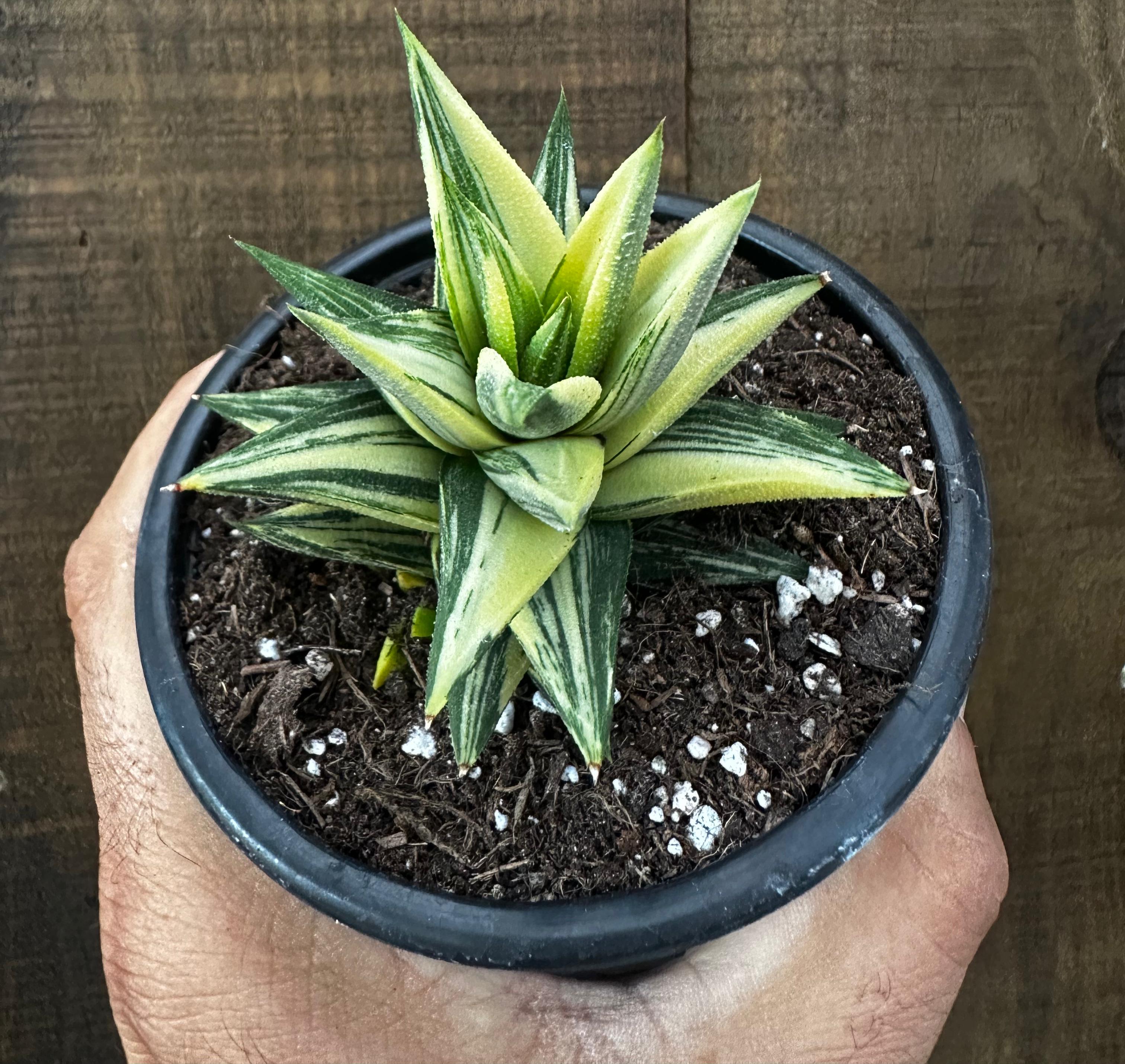 Haworthia G. Glabrata variegata