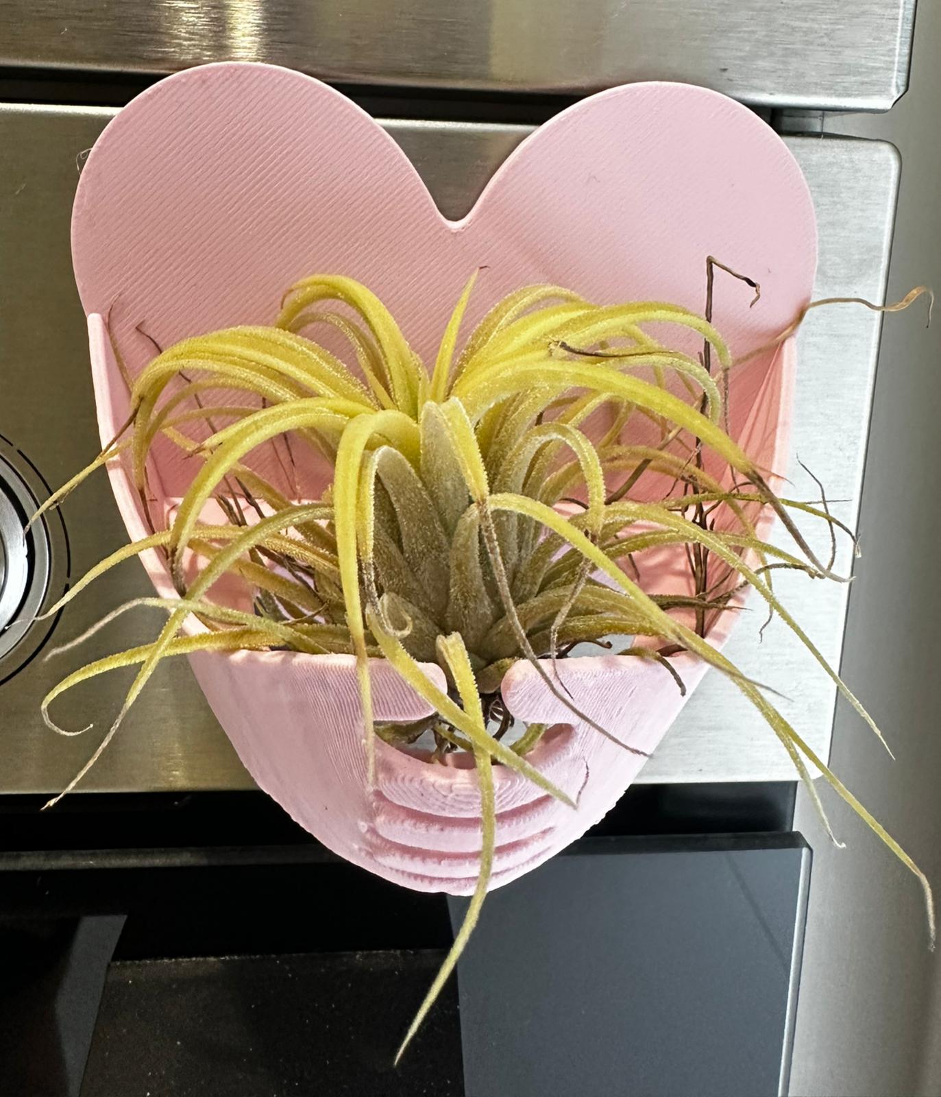 Suporte rosa com ímã para Tillandsia ionantha rubra com 1 unidade da planta
