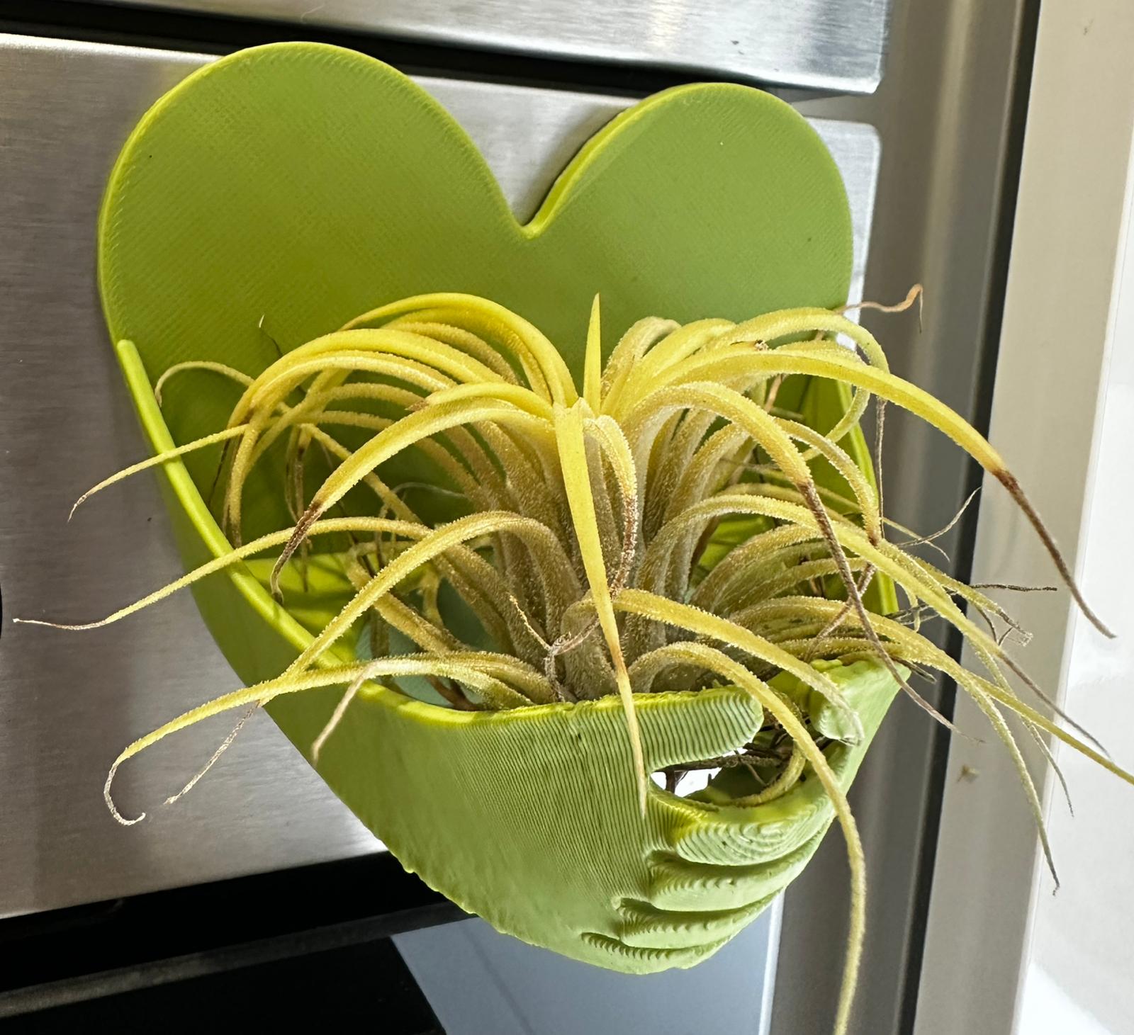Suporte verde com ímã para Tillandsia ionantha rubra com 1 unidade da planta