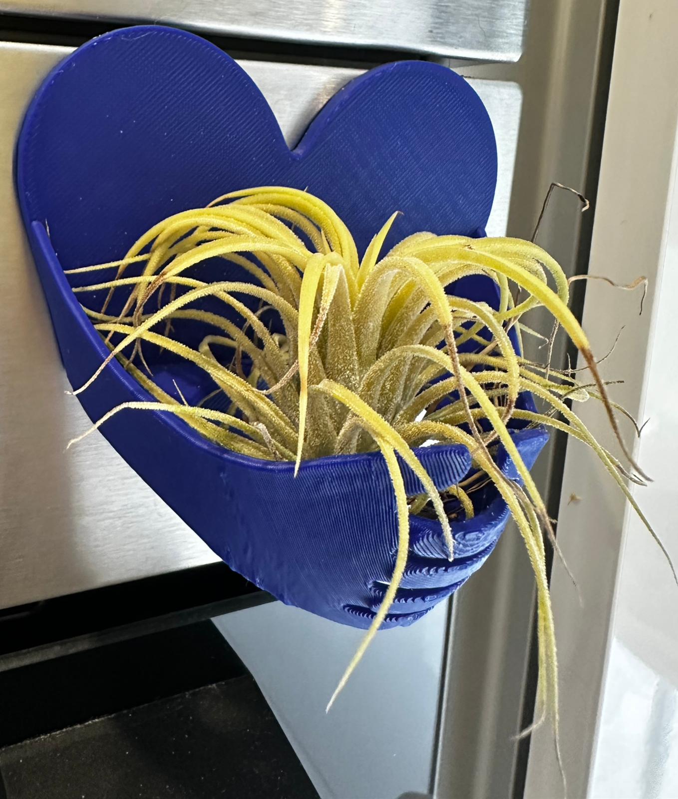 Suporte azul com ímã para Tillandsia ionantha rubra com 1 unidade da planta