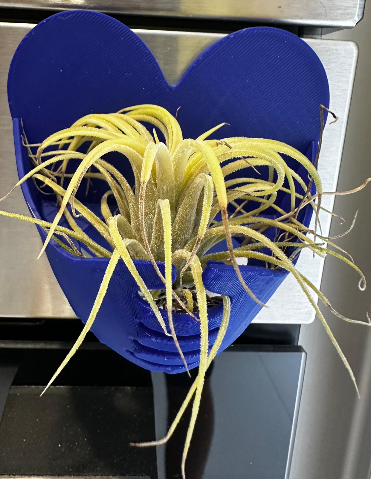 Suporte azul com ímã para Tillandsia ionantha rubra com 1 unidade da planta
