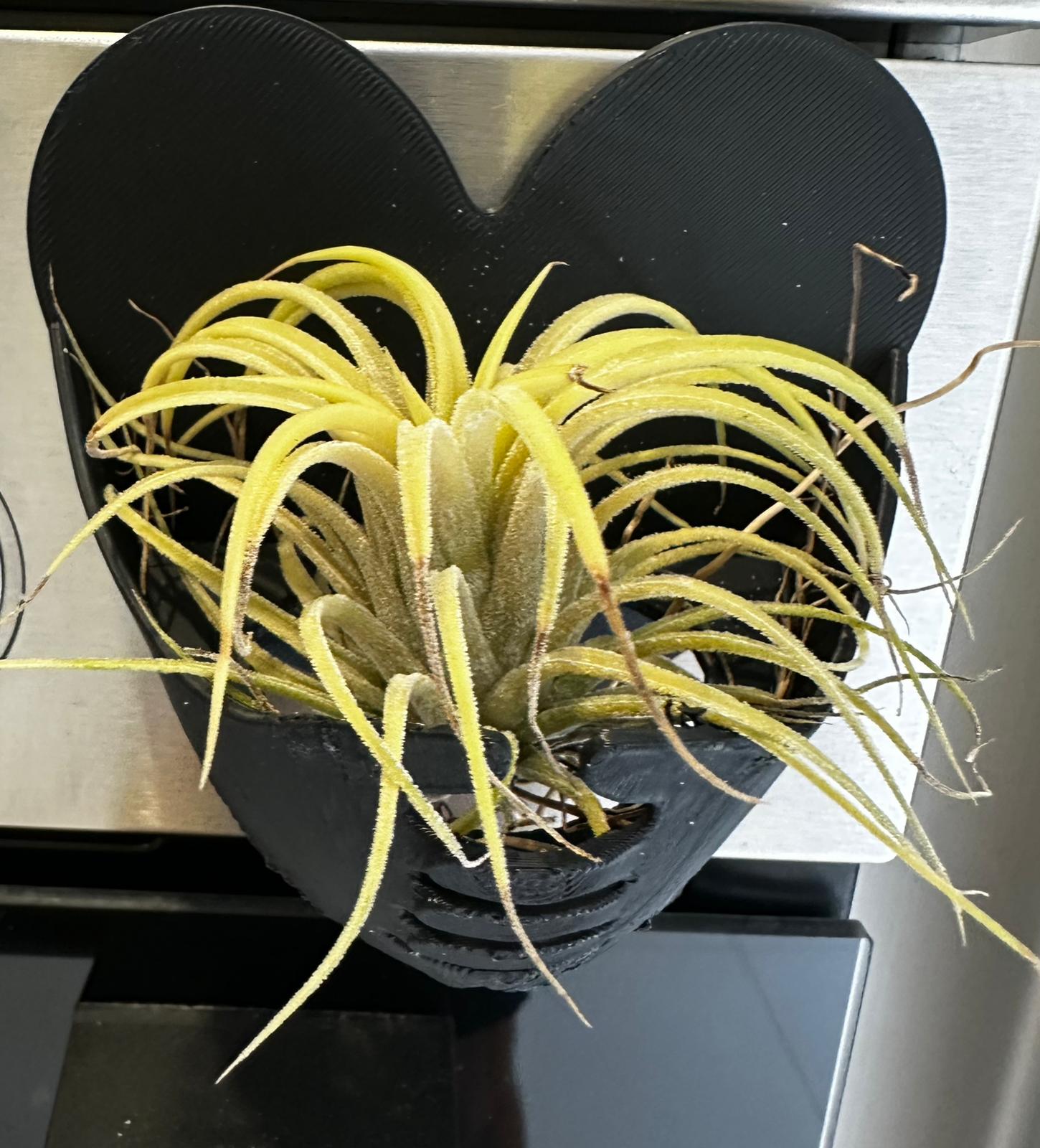Suporte preto com ímã para Tillandsia ionantha rubra com 1 unidade da planta