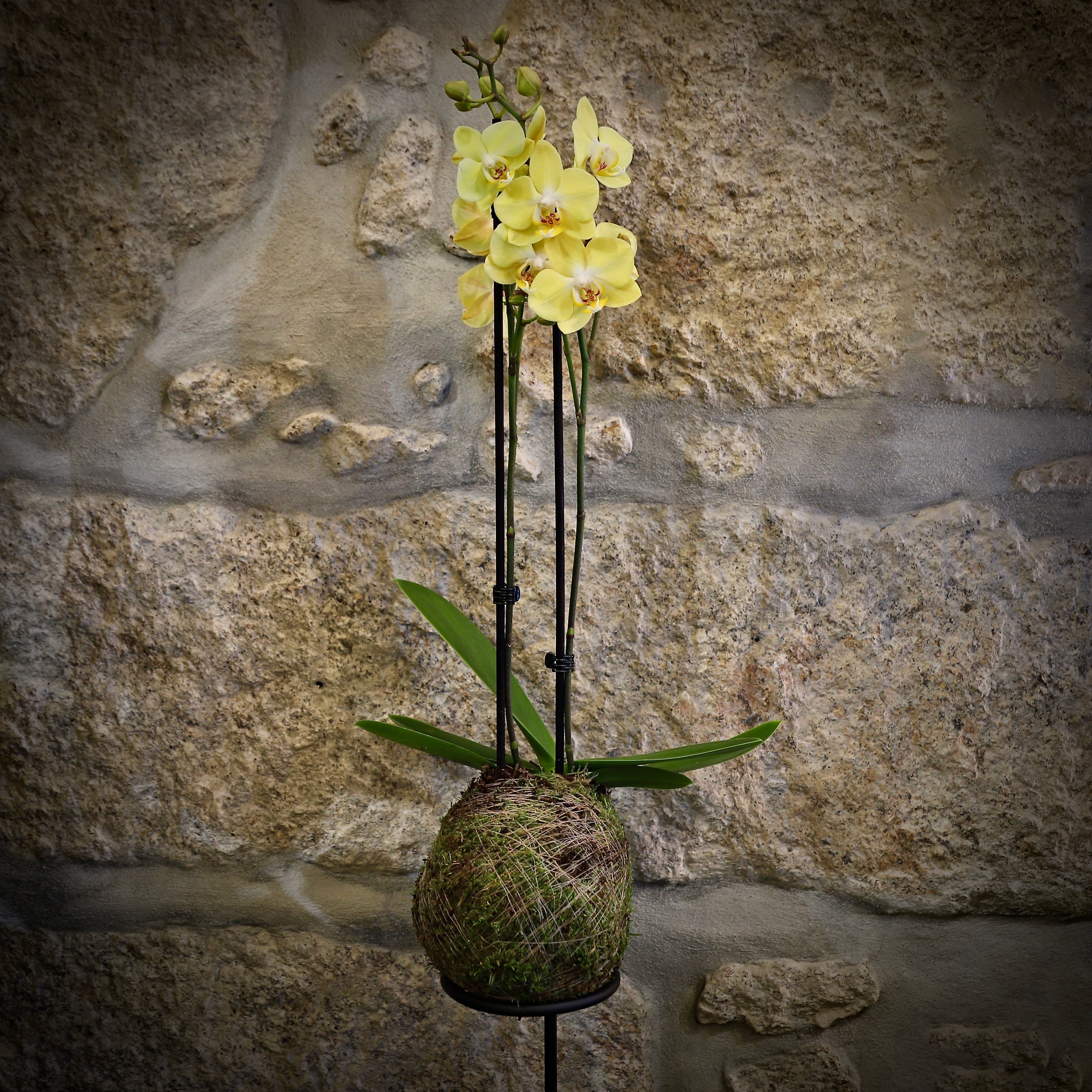 KOKEDAMA mit Phallaenopsis-Orchideenständer