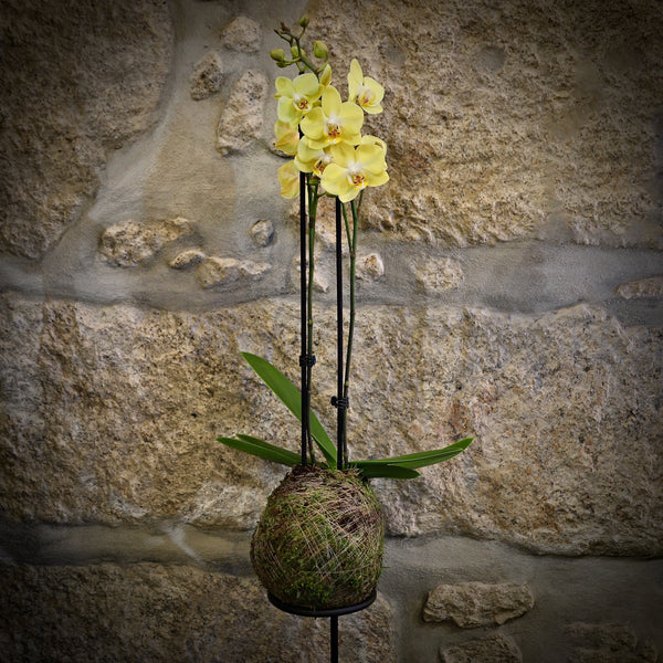 KOKEDAMA com suporte Orquidea Phallaenopsis