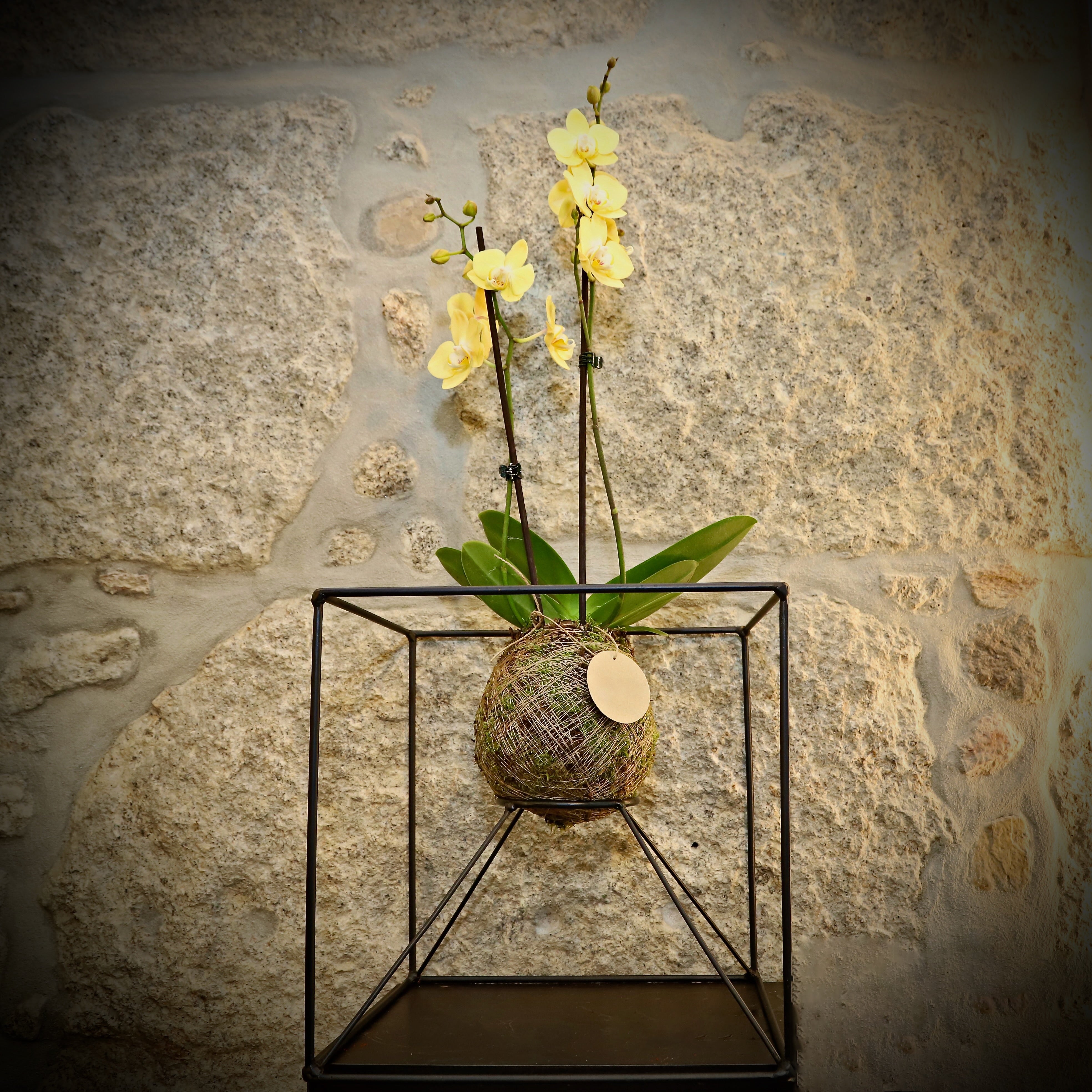 KOKEDAMA mit Phallaenopsis-Orchideenständer
