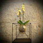 KOKEDAMA com suporte Orquidea Phallaenopsis