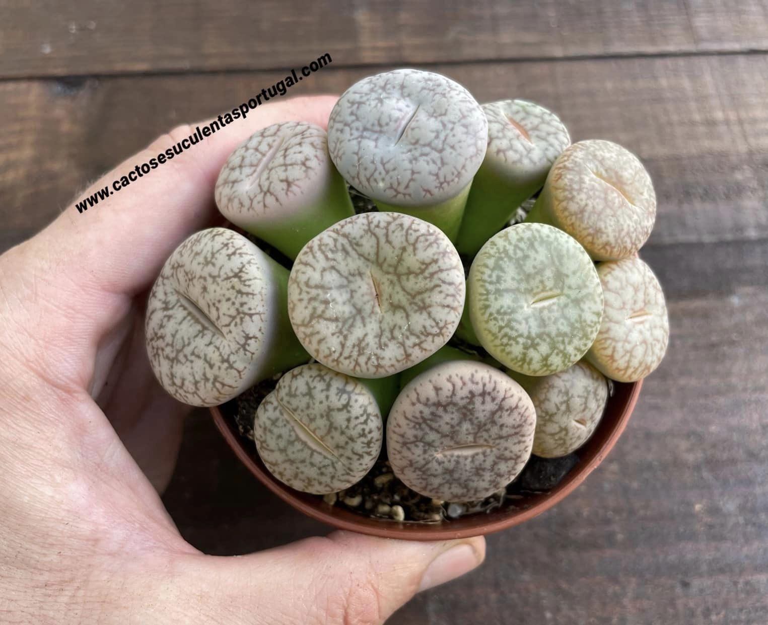Lithops pseudotruncatella v. riehmerae