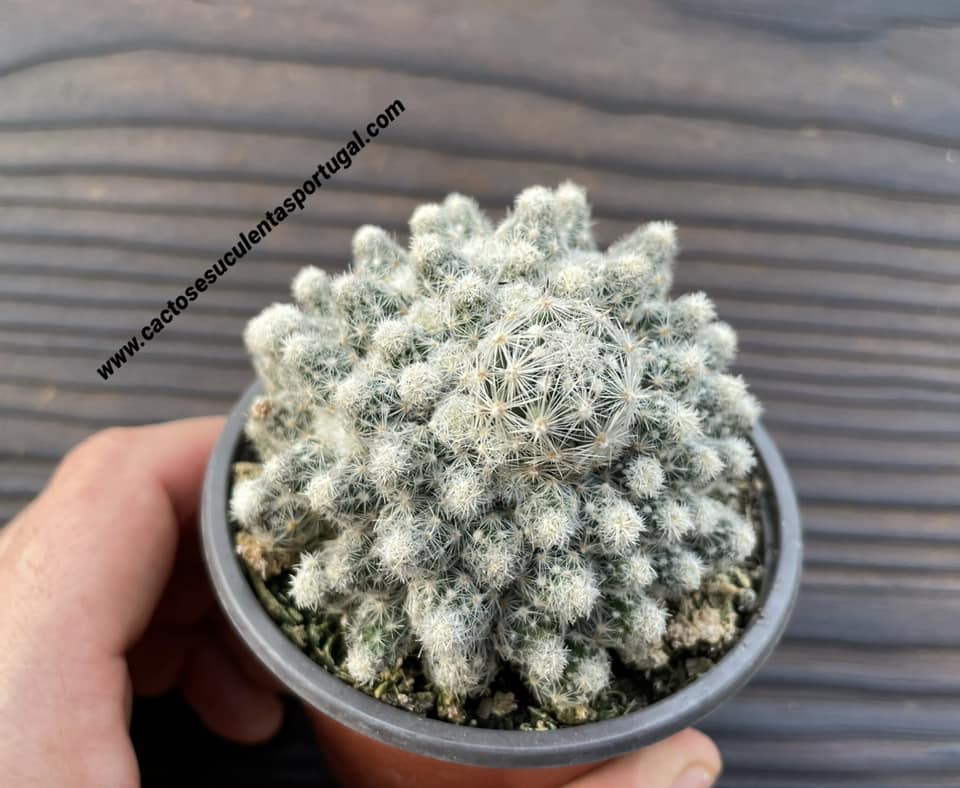 Mammillaria gracilis spp.