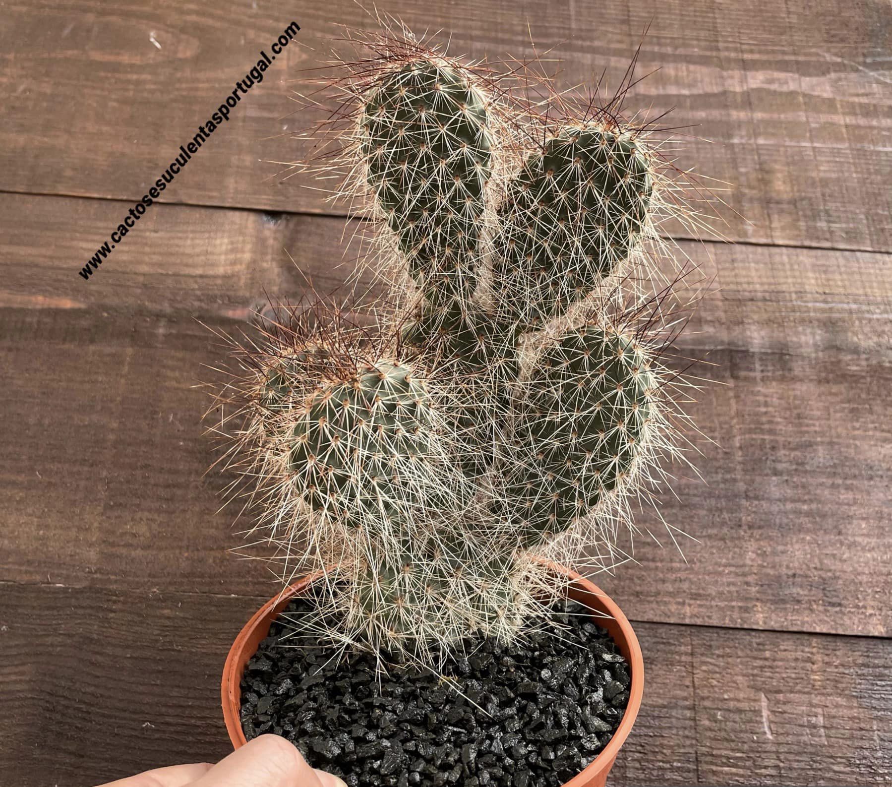 Opuntia polyacantha var. erinacea