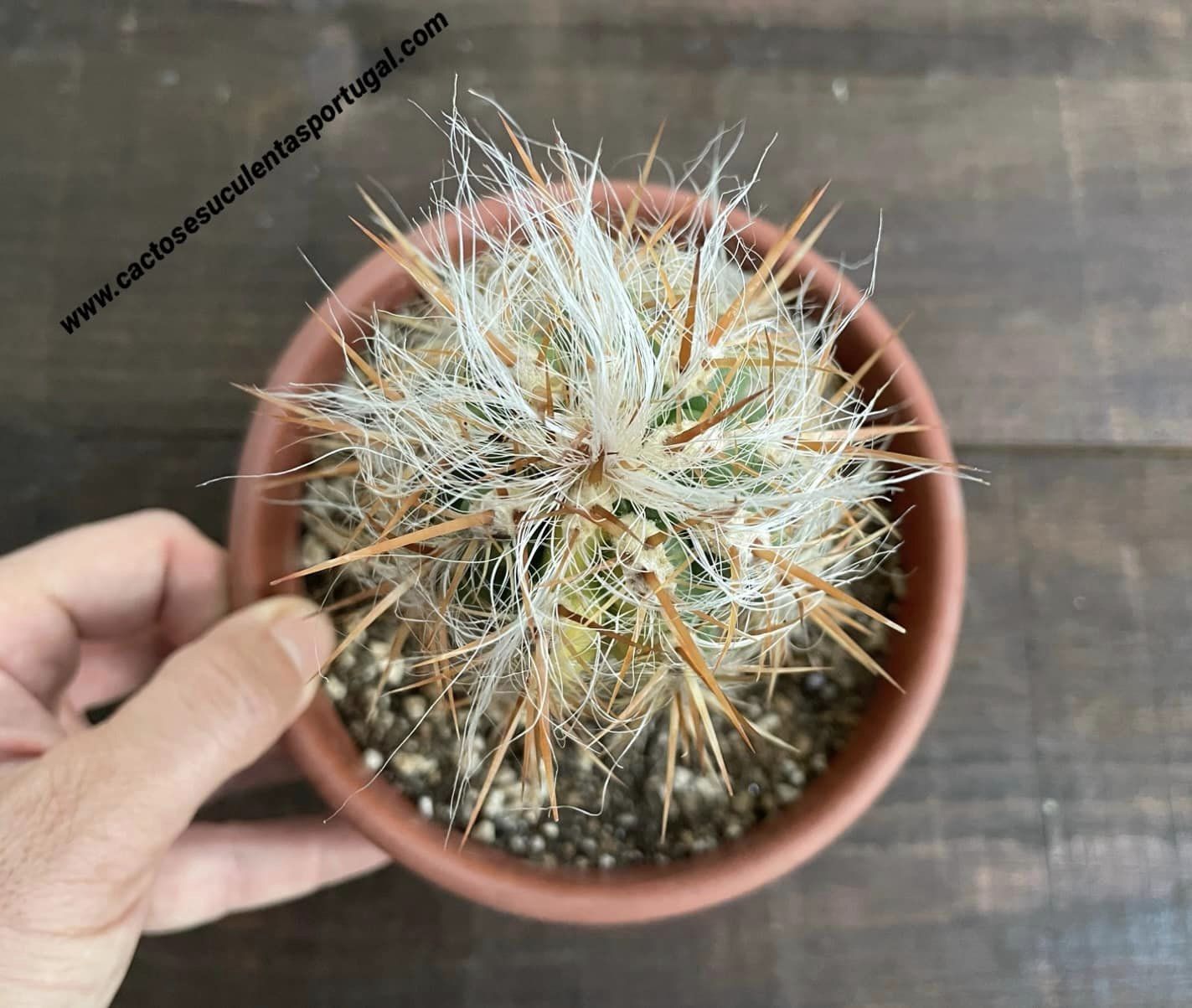 Oreocereus celsianus var. boliviensis f. variegated