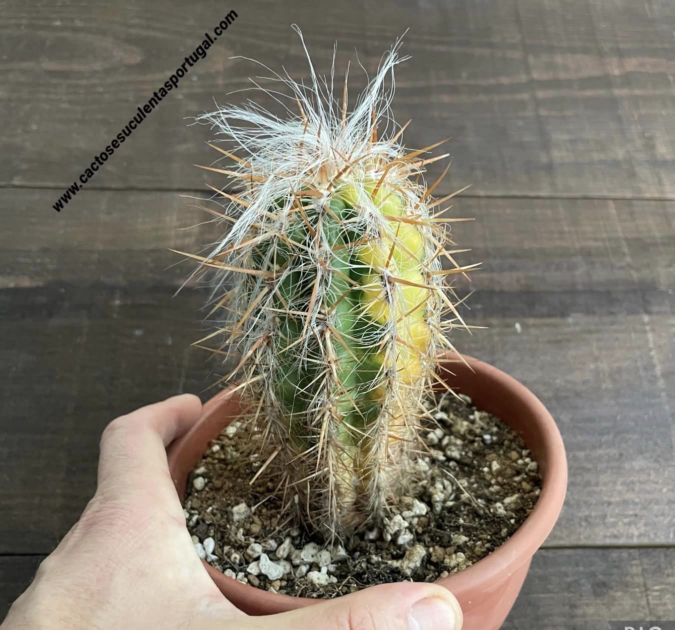 Oreocereus celsianus var. boliviensis f. variegated