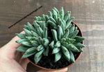 Pachyphytum compactum var. 'Red Tips'